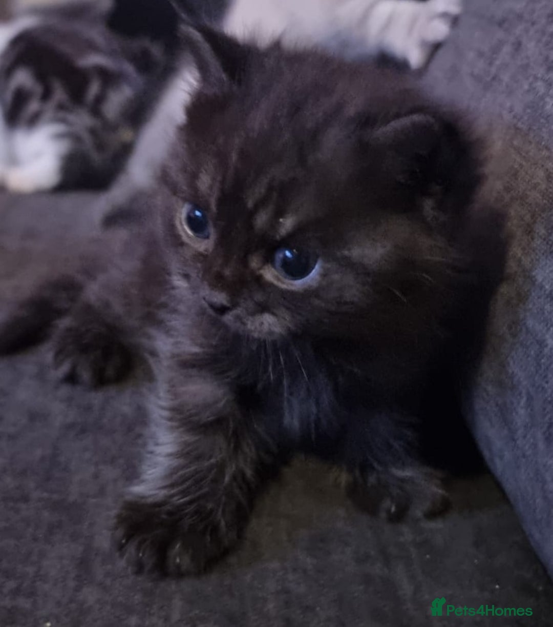 Persian cats for sale: Five loveable Persian kittens  - Image 9