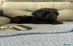 Cockapoo dogs for sale: Male F2 Cockapoo Puppy Ready for His Forever Home! - Advert 5