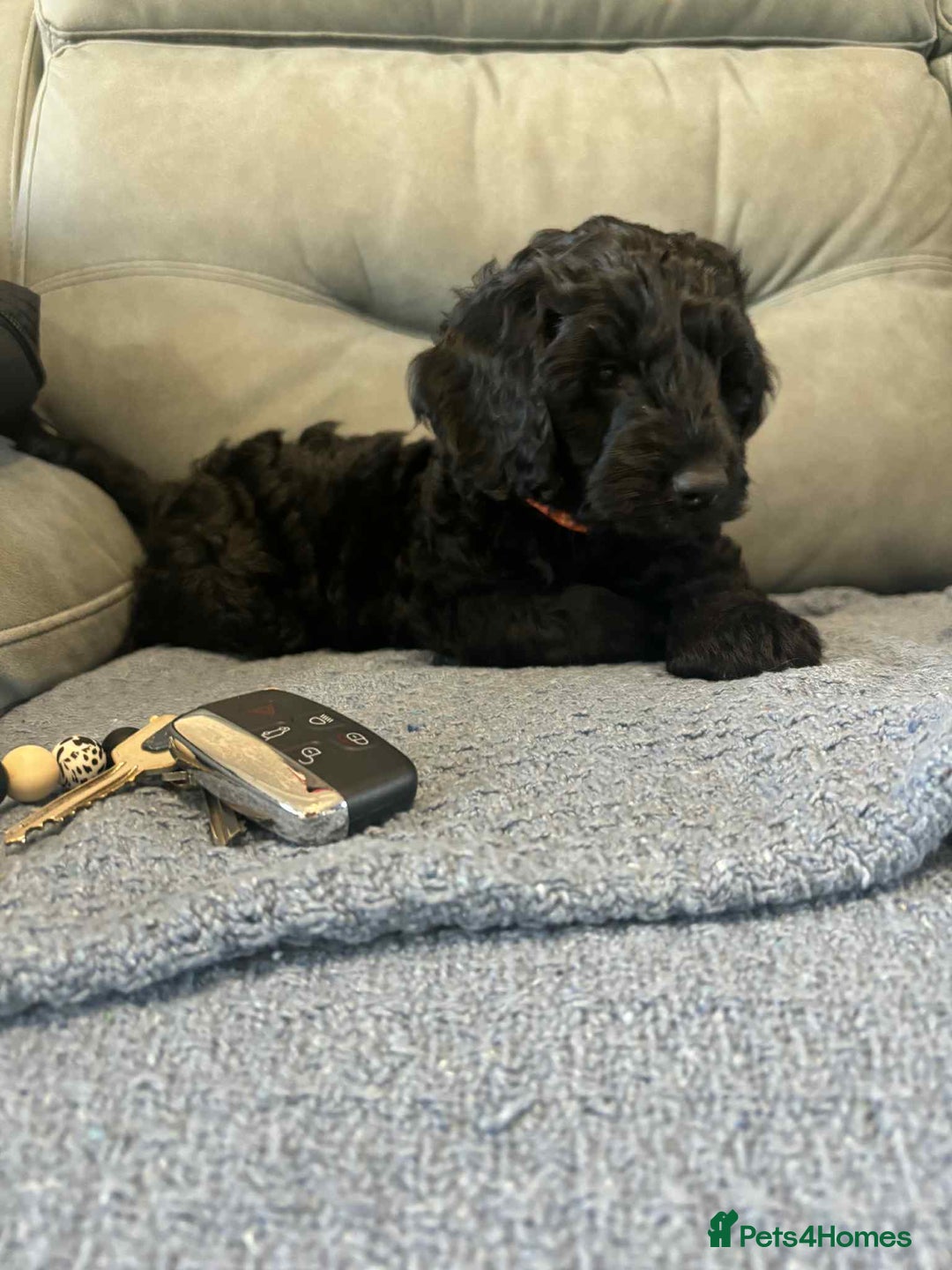 Cockapoo dogs for sale: Male F2 Cockapoo Puppy Ready for His Forever Home! - Advert 5