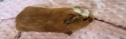 Guinea Pig rodents for sale: Beautiful female guinea pigs - Advert 5