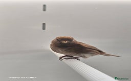 Finches birds for sale: Redpoll finches - Image 8