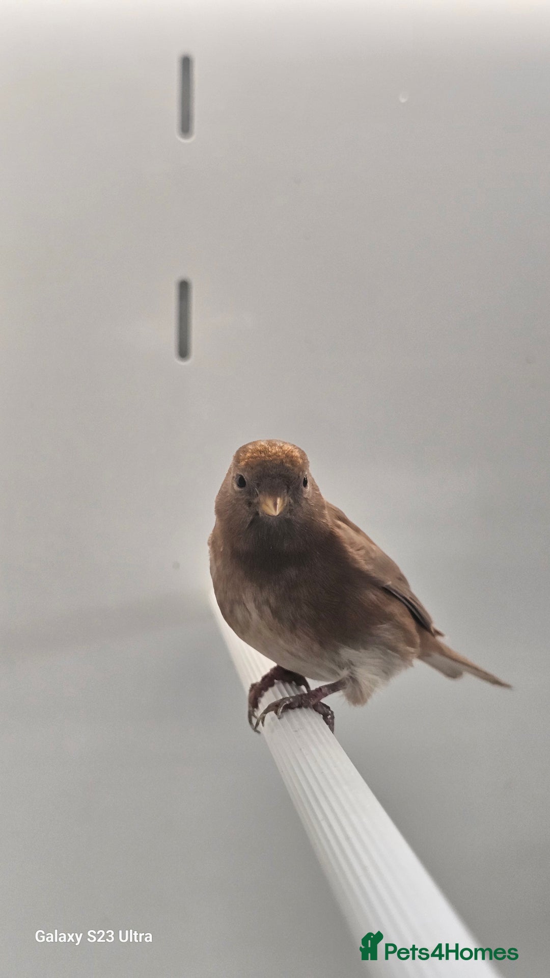 Finches birds for sale: Redpoll finches - Image 8