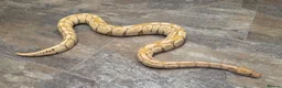 Snake reptiles for sale: Hognose & royal python ball python snake - Advert 4