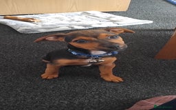Jack Russell dogs for sale: Jack Russell boy - Image 1