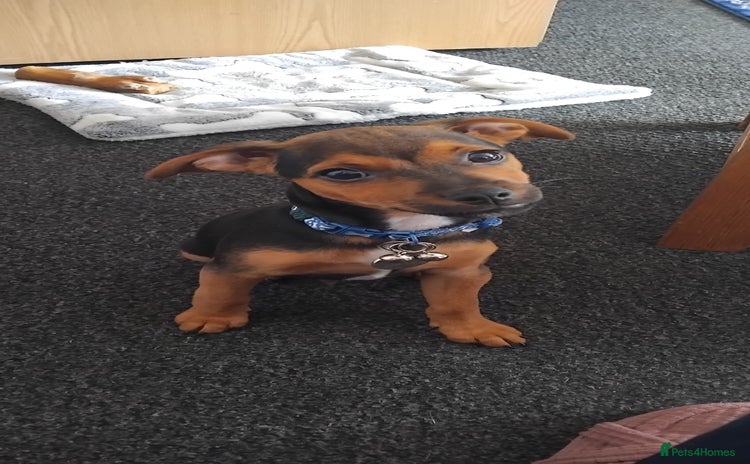 Jack Russell dogs - Advert 9