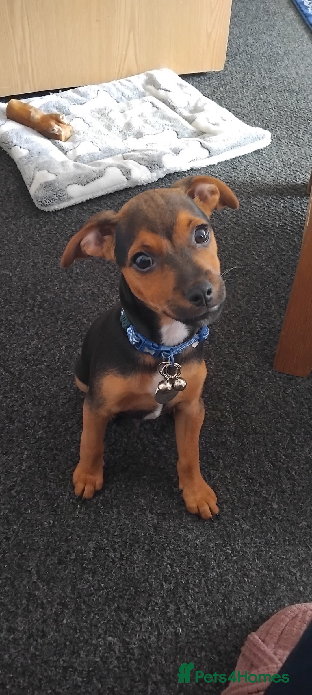 Jack Russell dogs for sale: Jack Russell boy - Image 1