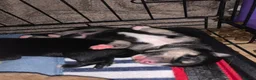 Mixed Breed dogs for sale: Collie mix pups in Gloucester - Advert 16