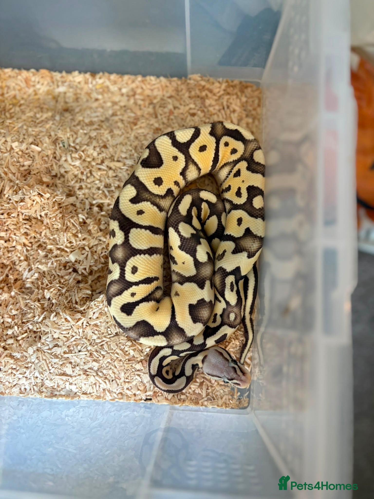 Python Snake reptiles Royal pythons  - Advert 10