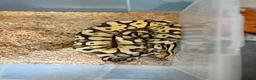 Python Snake reptiles for sale: Royal pythons  - Advert 1