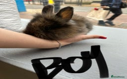 Lionhead rabbits for sale: Angora X lionheads- READY TO RESERVE- DOB- 3/10/25 - Image 10