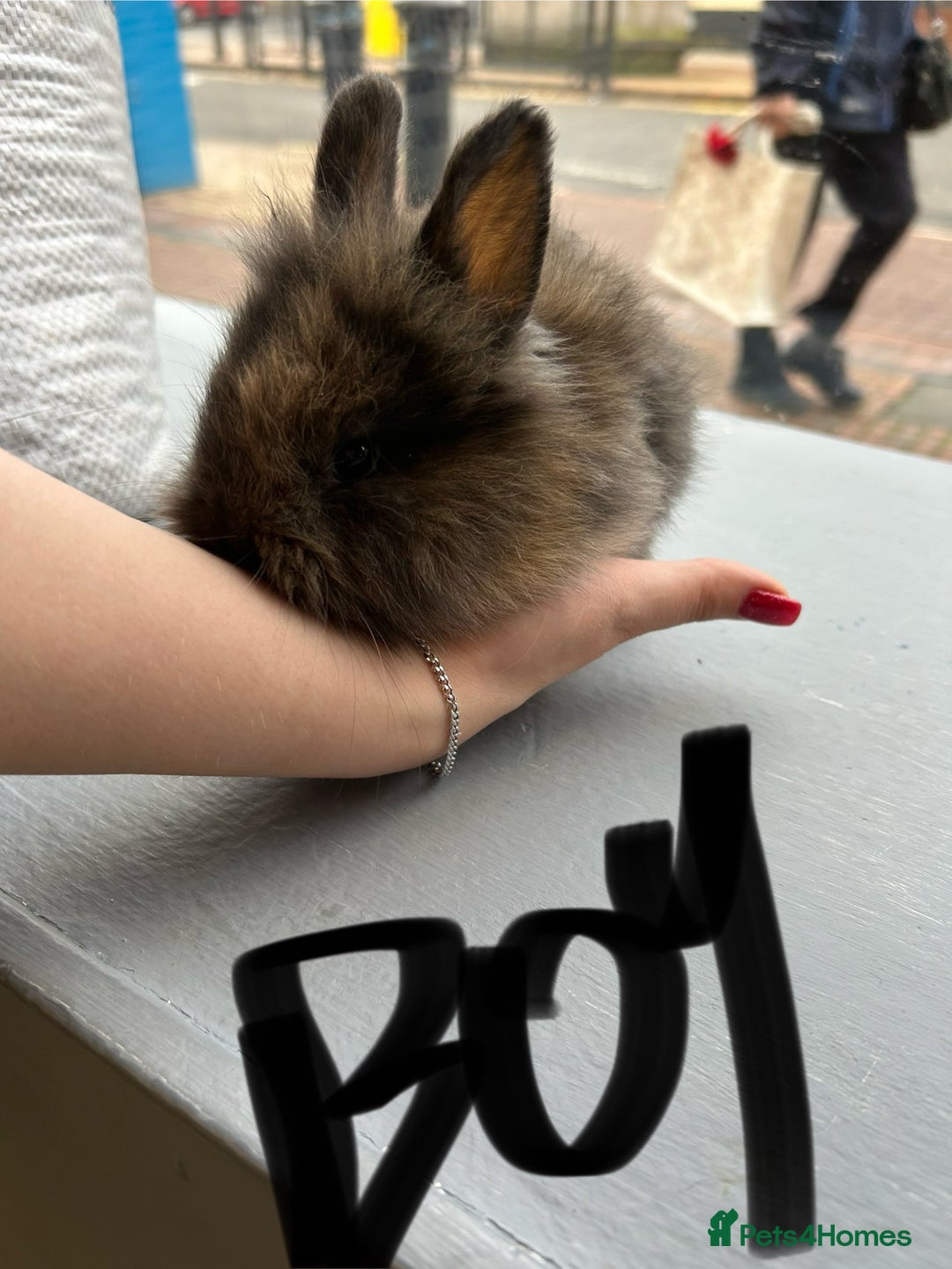 Lionhead rabbits for sale: Angora X lionheads- READY TO RESERVE- DOB- 3/10/25 - Image 10