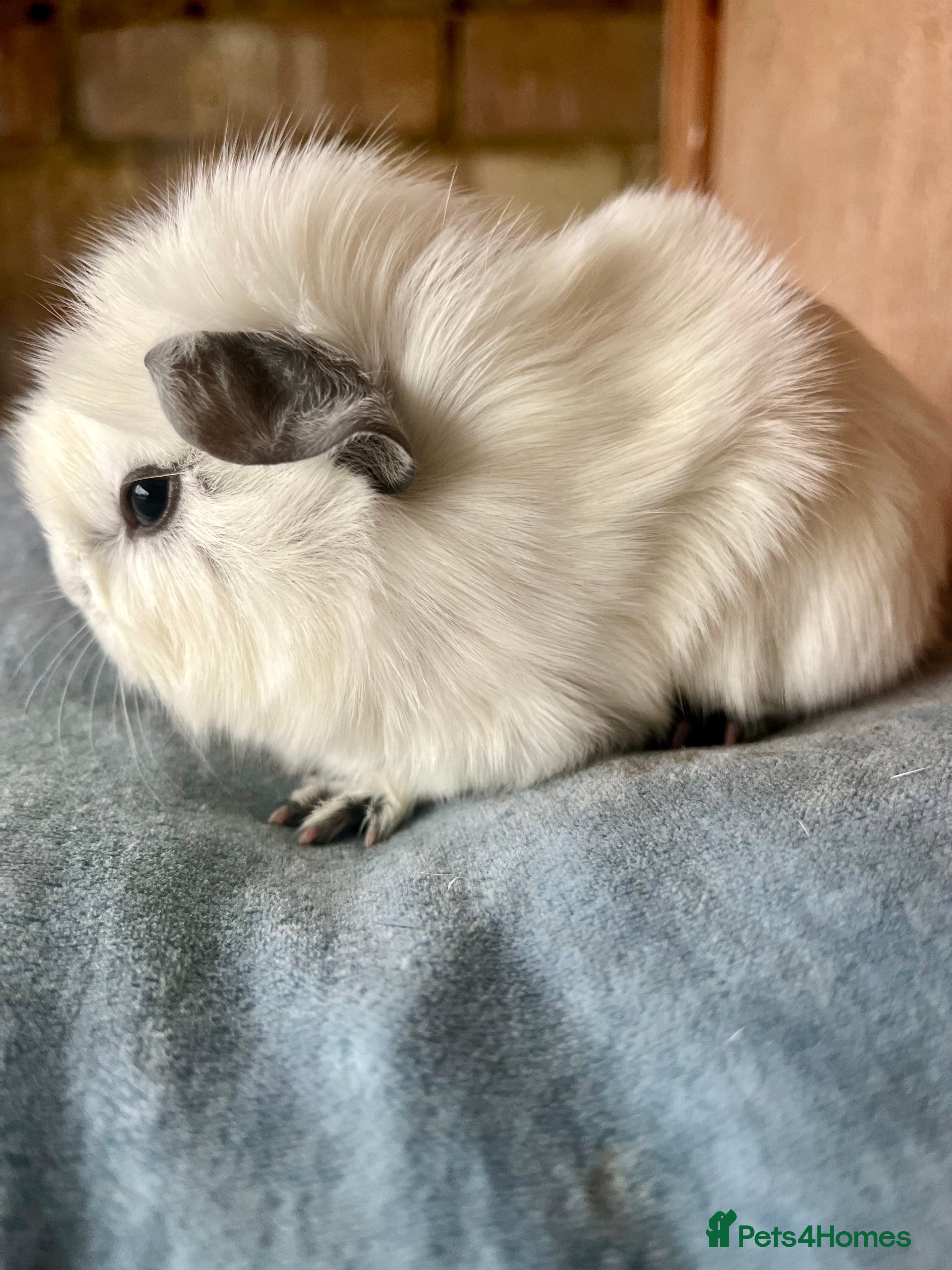 Guinea Pig rodents Guinea pig babies and young adults available  - Advert 2