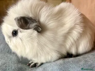 Guinea Pig rodents Guinea pig babies and young adults available - Advert 2