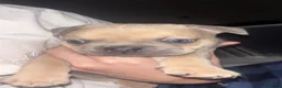 Mixed Breed dogs for sale: Puppy’s  - Advert 2