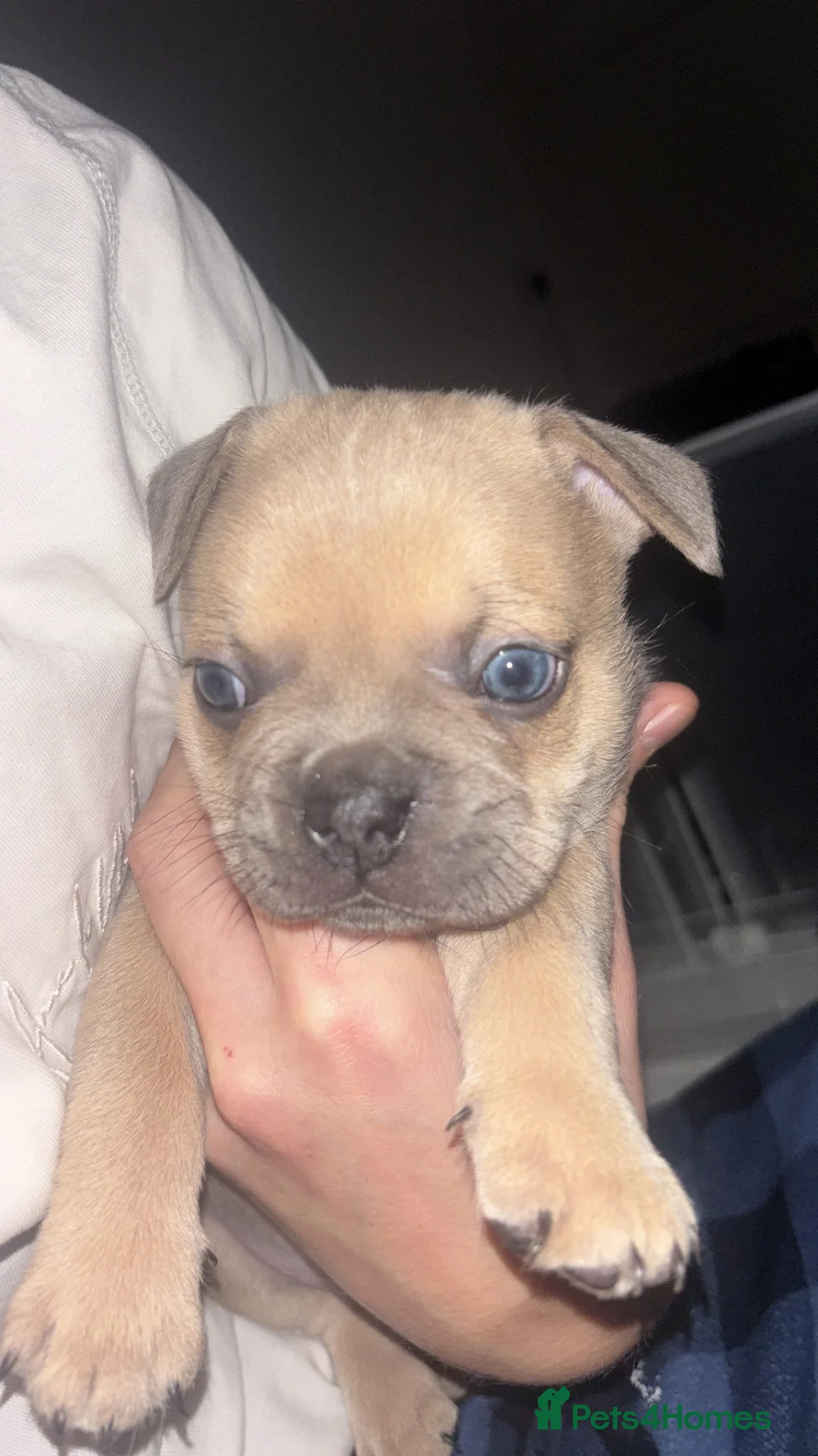Mixed Breed dogs for sale: Puppy’s  - Advert 2