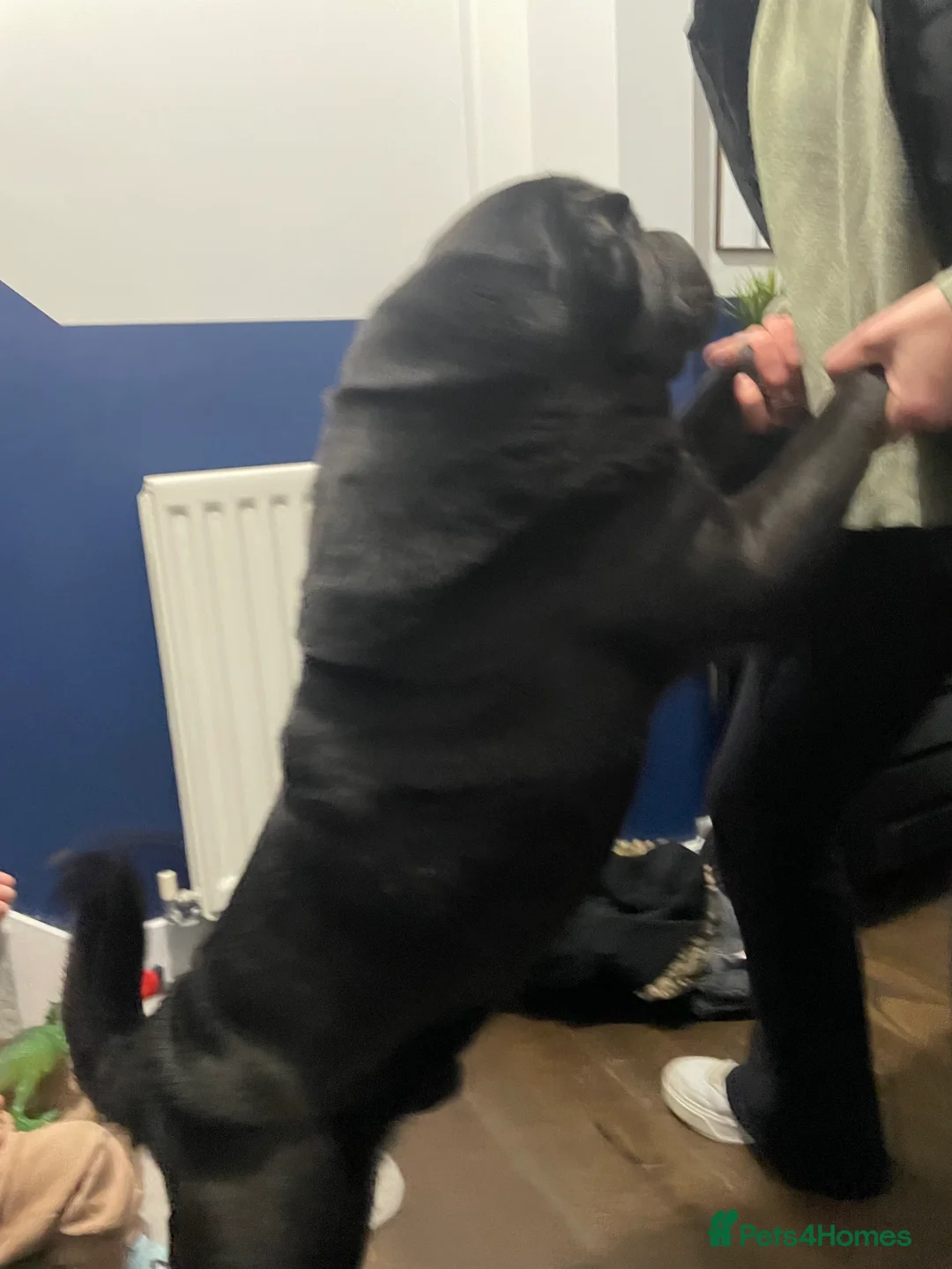 Shar Pei dogs for sale: Chaos  in Birmingham - Advert 2