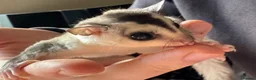 Sugar Glider rodents for sale: 2 males white faces  - Advert 2