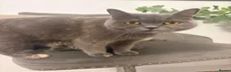 Mixed Breed cats for sale: Gorgeous British short hair cross kittens  - Advert 9