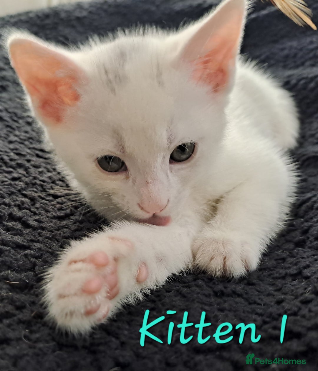 Mixed Breed cats for sale: 4 cute kittens up for sale - Image 17
