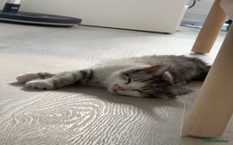 Munchkin cats for sale: Pedigree TICA Munchkin Kittens – Short Legs 🐈 - Image 21