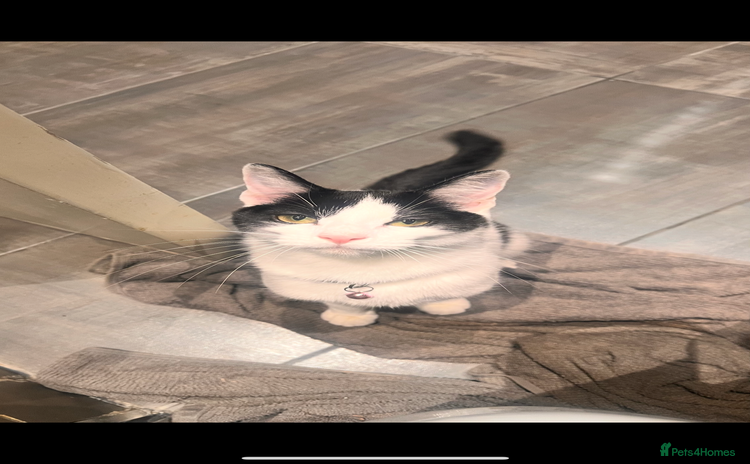 Mixed Breed cats - Advert 13