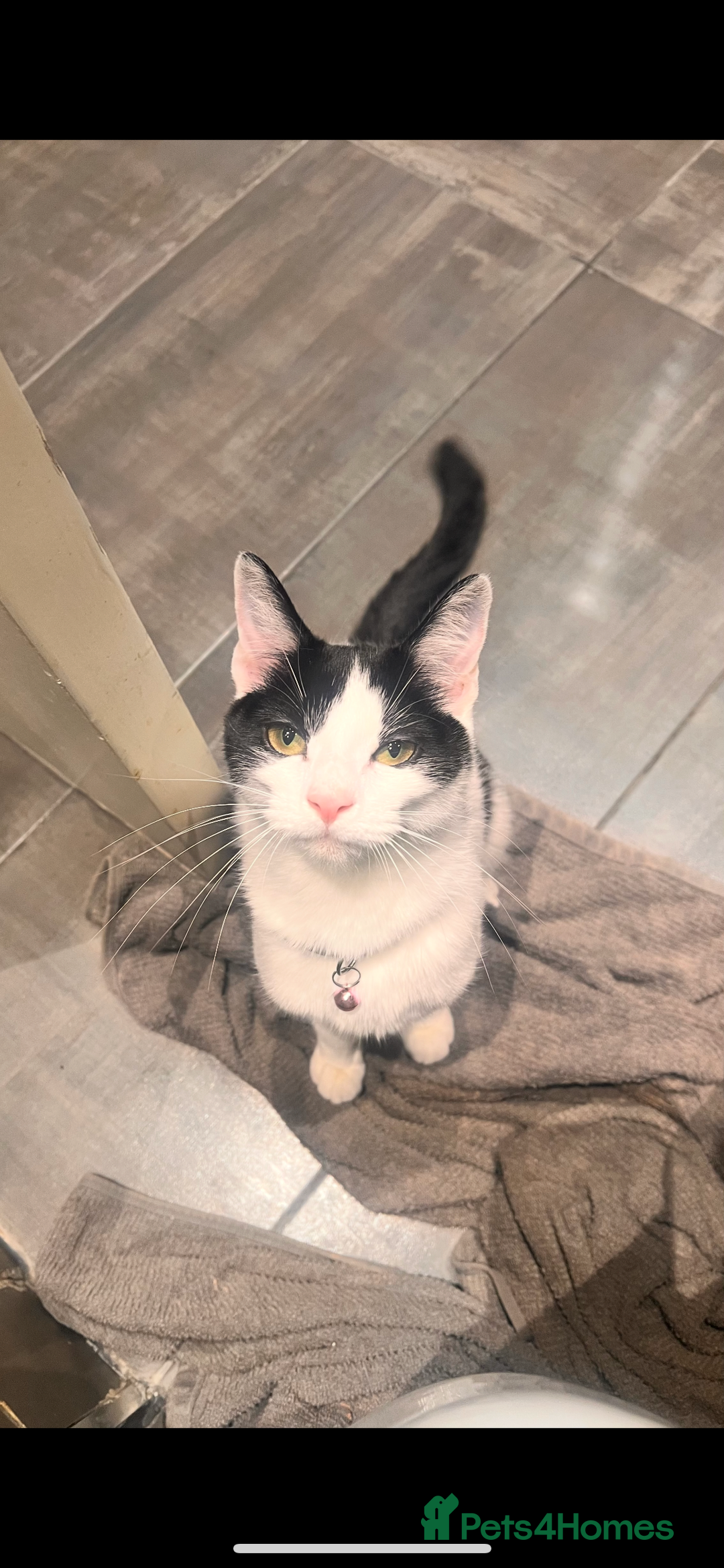 Mixed Breed cats for sale: Luna Cookie  - Image 1