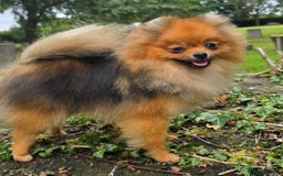 Pomeranian dogs for sale: *Beautiful female 15 month pomeranian* - Image 6