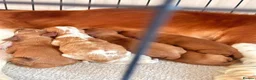 Cavalier King Charles Spaniel dogs for sale: Beautiful King Charles Spaniel Puppies  - Advert 3