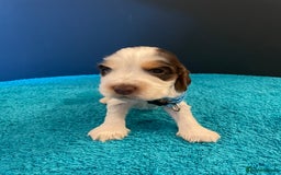 Cocker Spaniel dogs for sale: Cocker spaniel puppies  - Image 9