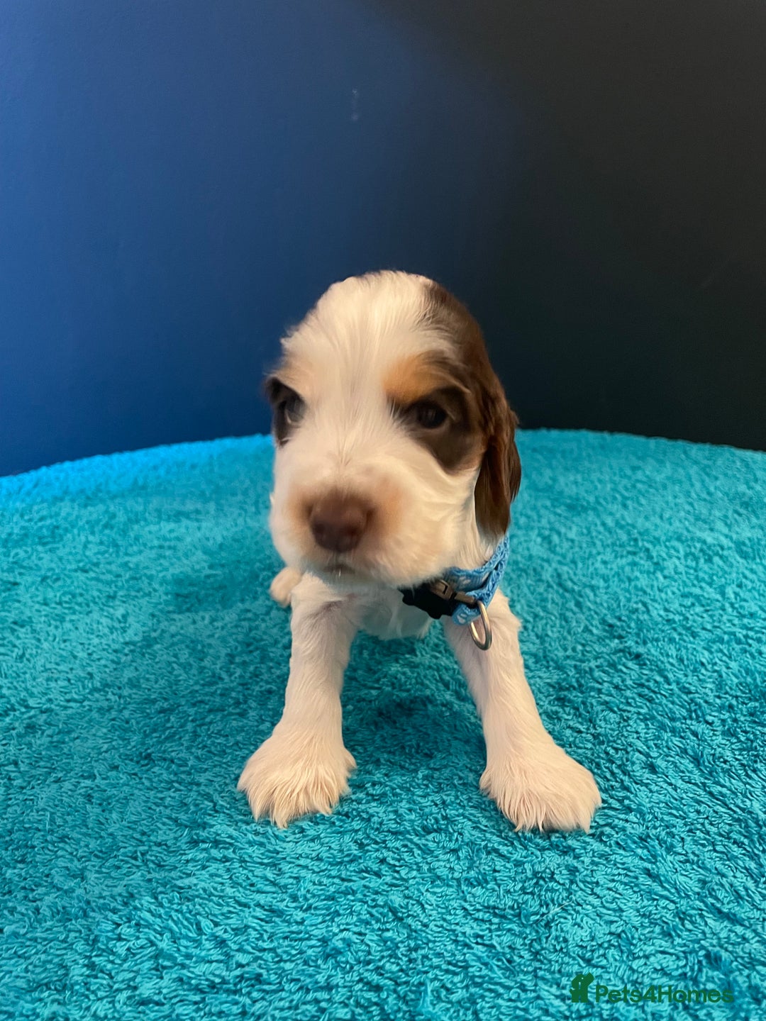 Cocker Spaniel dogs for sale: Cocker spaniel puppies  - Image 9