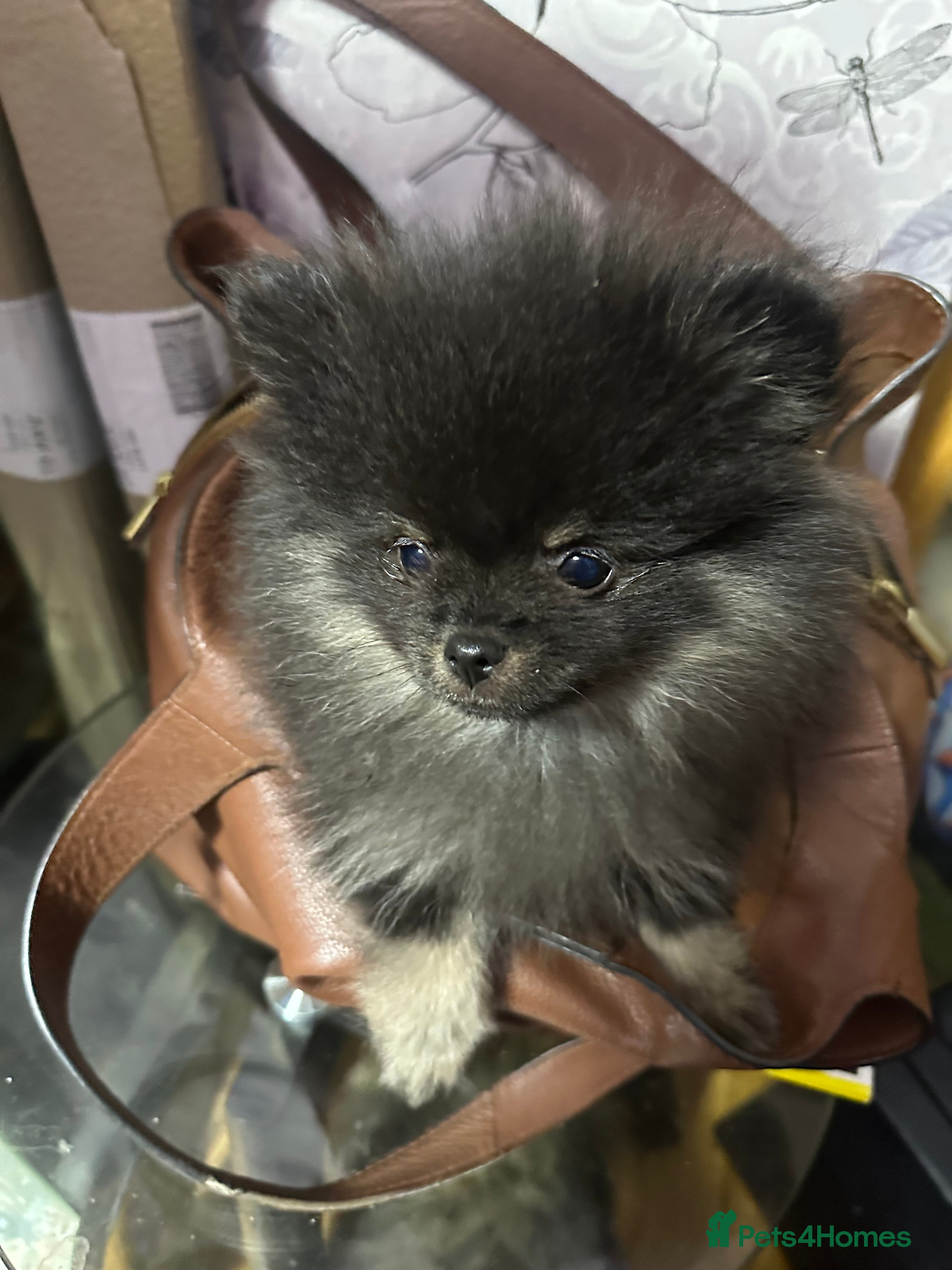 Pomeranian dogs World smallest teacup Pomeranian puppy - Advert 1