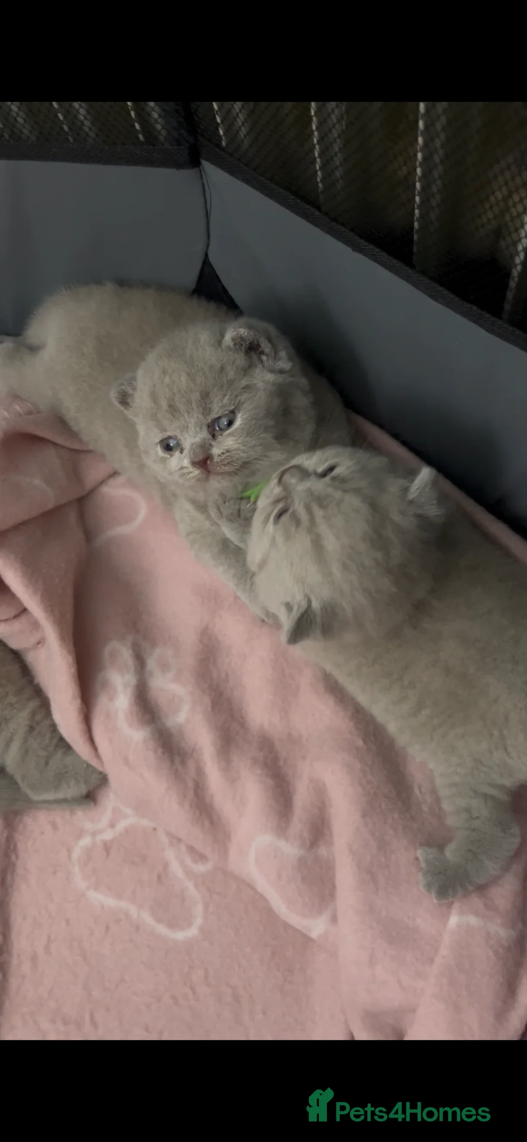 British Shorthair cats for sale: 3 BRITISH SHORTHAIR KITTENS FOR SALE in Barking - Advert 2