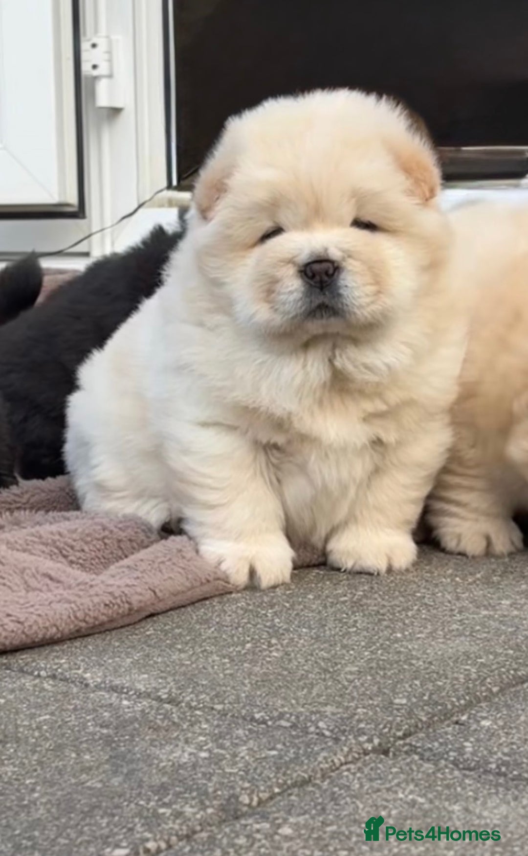Chow Chow dogs for sale: Four Luxury Female ChowChows🐾 - Advert 25
