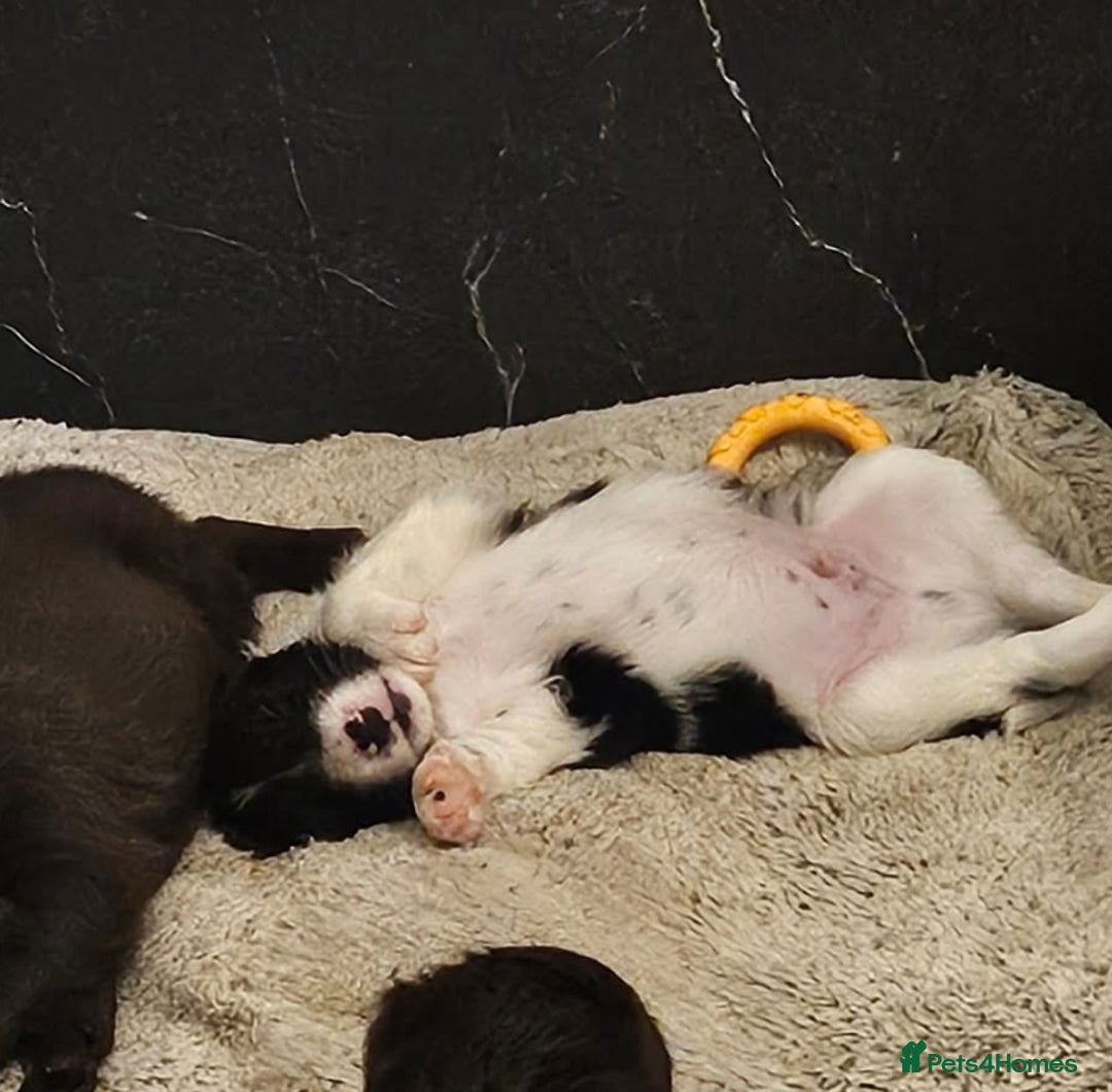 Mixed Breed dogs for sale: Spangold puppies - Advert 3