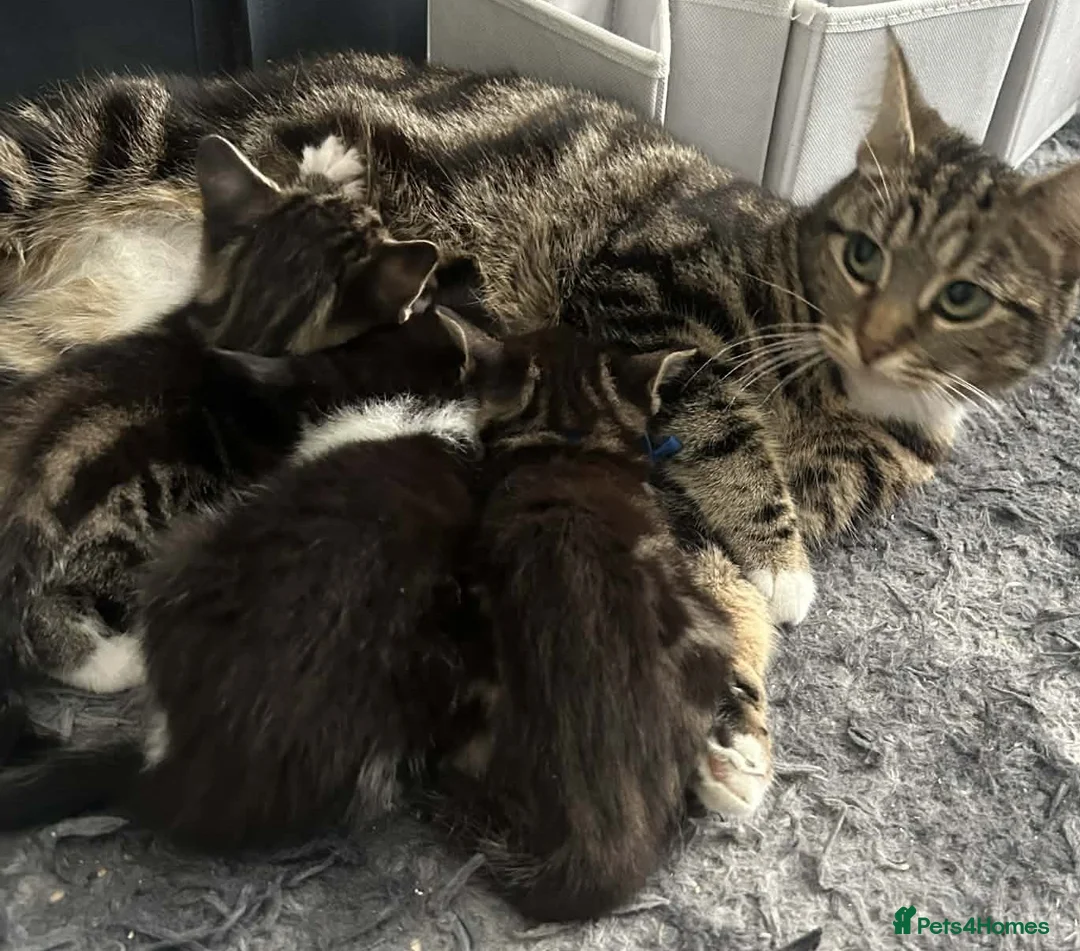 Mixed Breed cats for sale: Kittens for sale - Advert 1