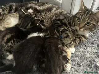 Mixed Breed cats Kittens for sale - Advert 1