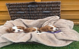 Cavalier King Charles Spaniel dogs for sale: Gorgeous King Charles cavalier puppies - Image 7