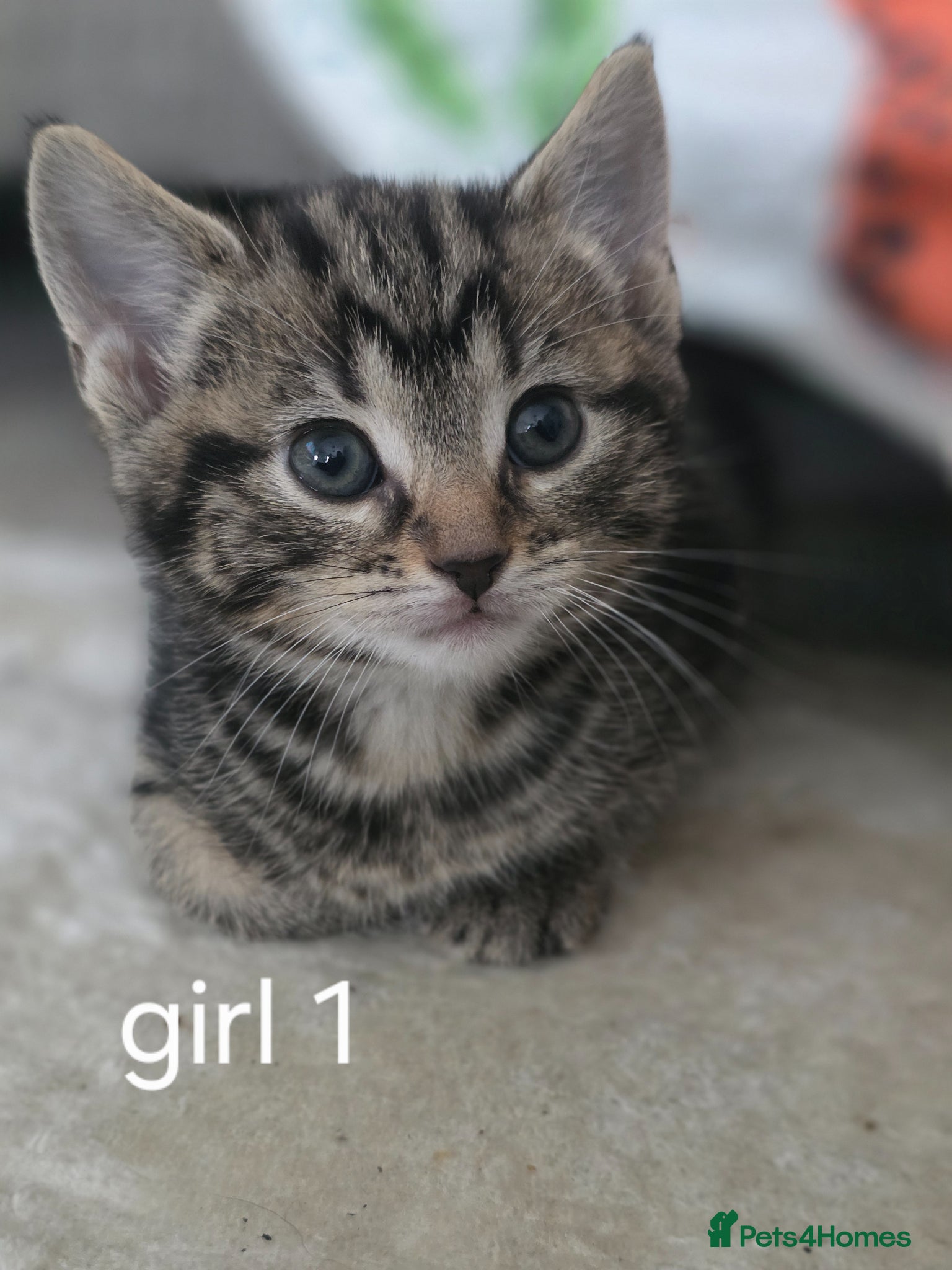 Mixed Breed cats Beautiful babys - Advert 2