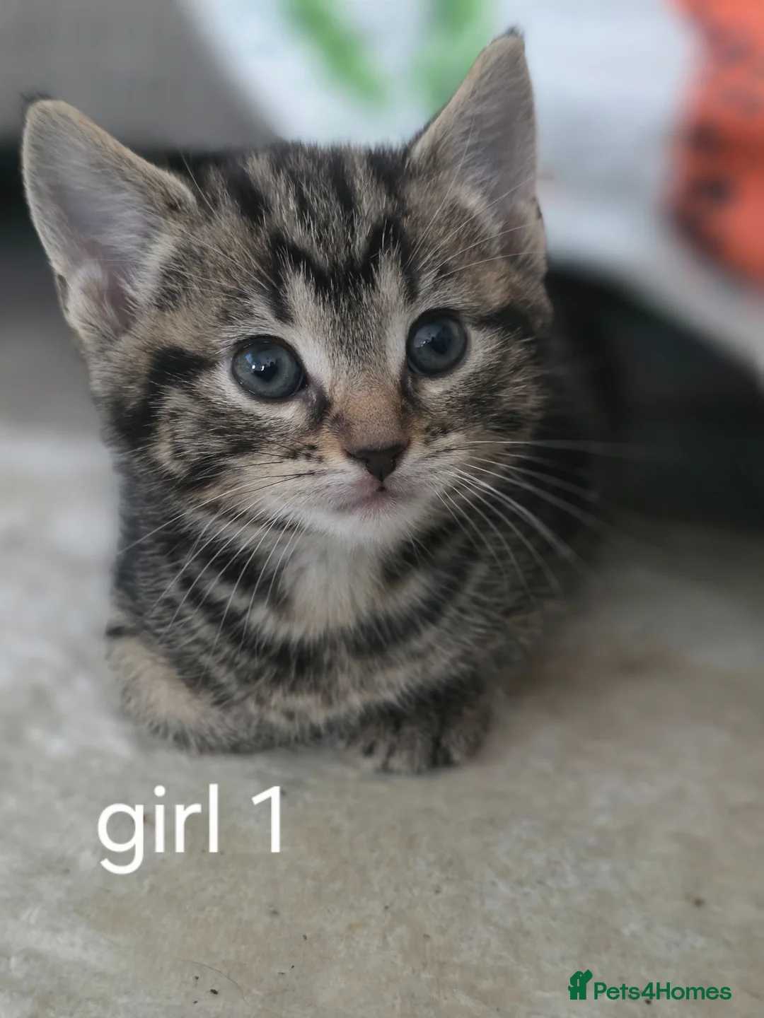 Mixed Breed cats for sale: Beautiful babys - Advert 1