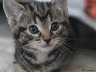 Mixed Breed cats Beautiful babys - Advert 2