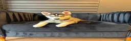Pomsky dogs for sale: F4 Pomsky just under a year old  in Swansea - Advert 10