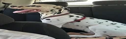 Dalmatian dogs for sale: Beautiful 6 month old Dalmatian Lucky - Advert 3