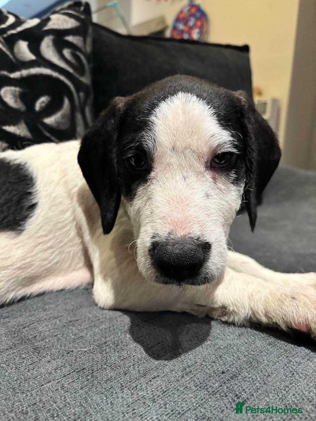 Bocker dogs for sale: Bocker (spainel x beagle) - Advert 6