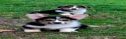 Welsh Corgi Pembroke dogs for sale: 1 boy 1 girl KC Pembroke Corgis  - Advert 2