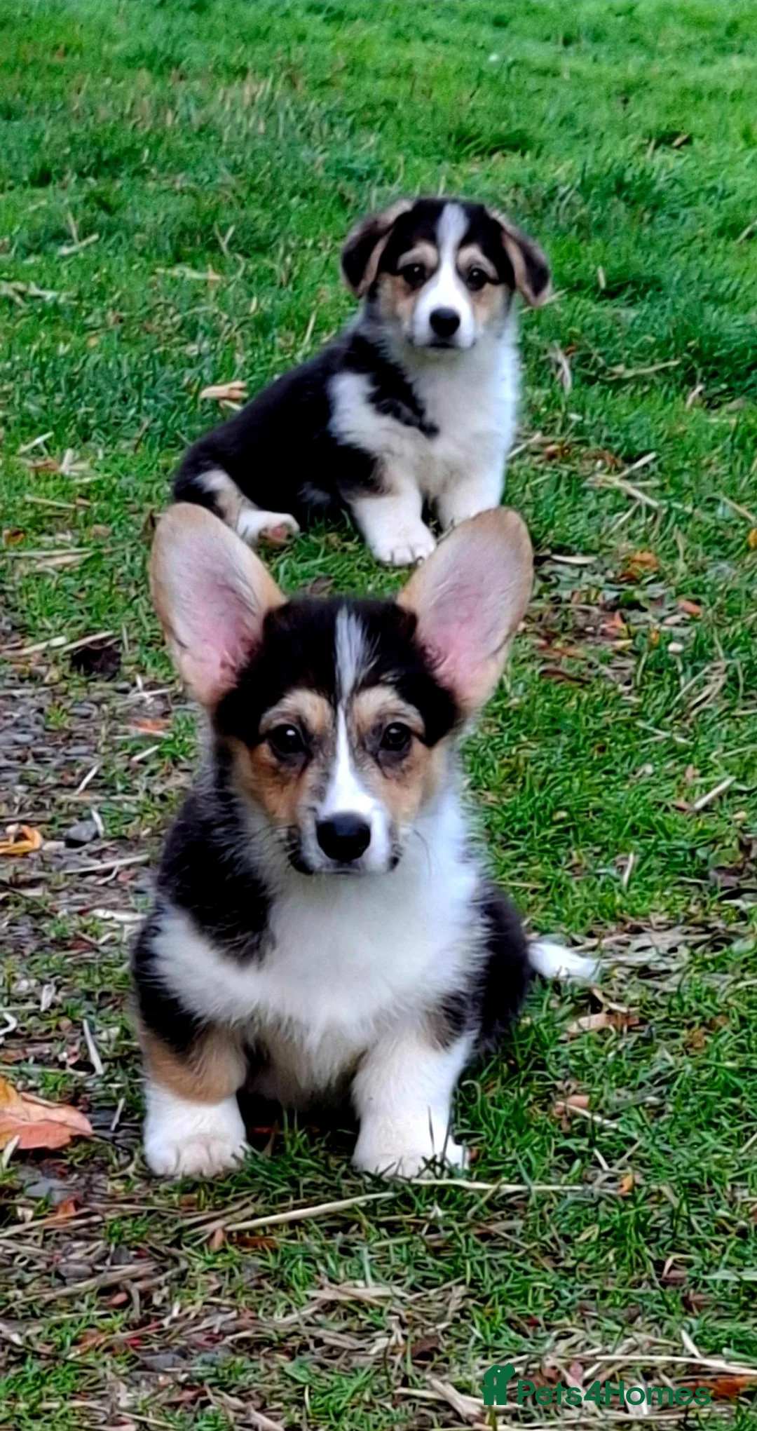 Welsh Corgi Pembroke dogs for sale: 1 boy 1 girl KC Pembroke Corgis  - Advert 2