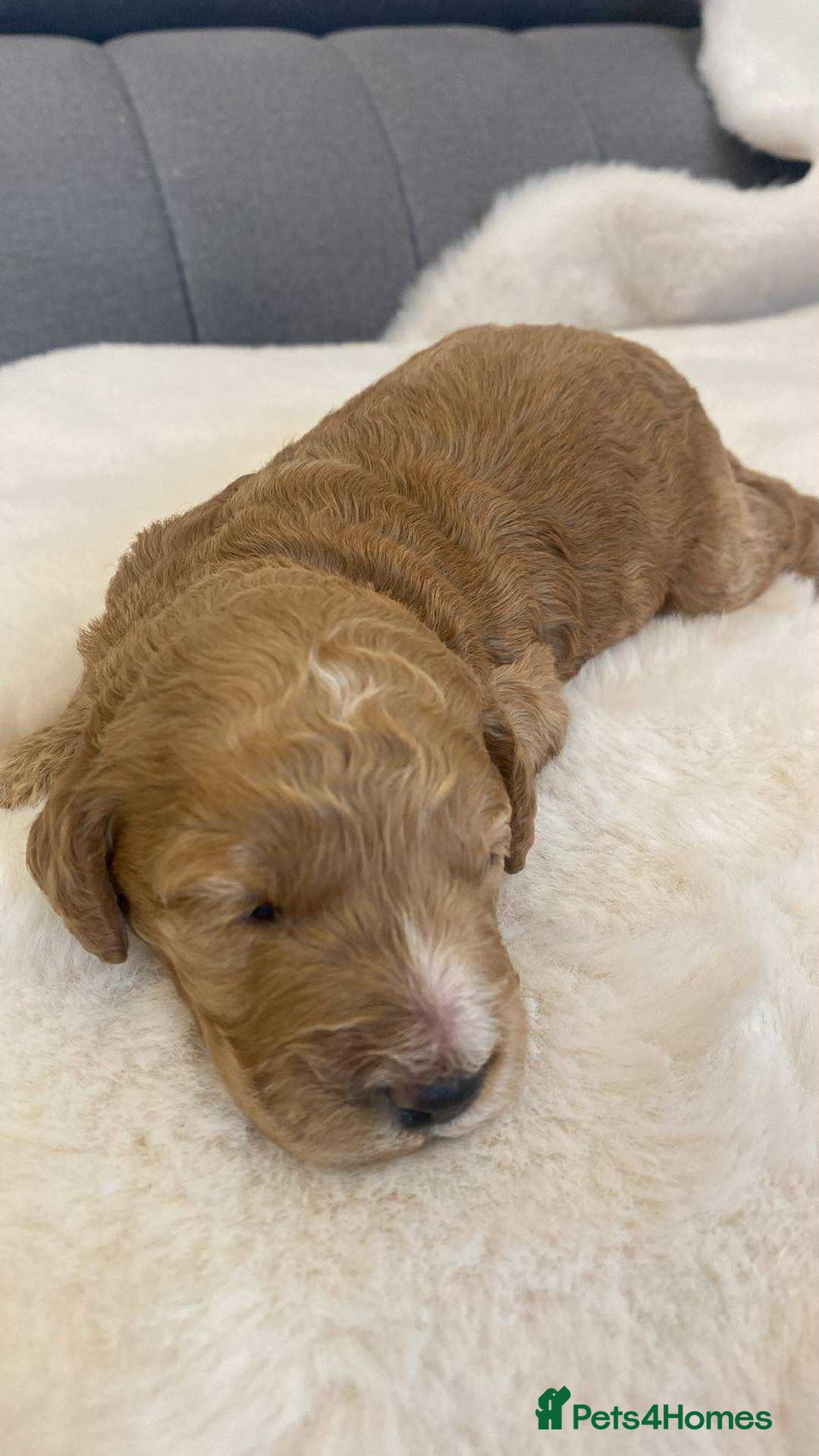 Cockapoo dogs for sale: 🐾 Adorable Cockapoo Boy Puppy  🐾 - Image 3