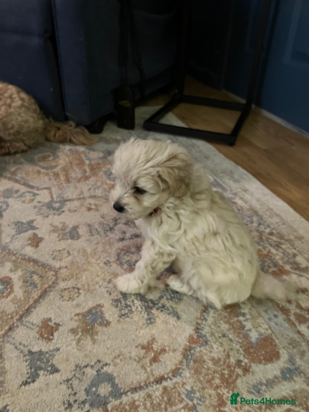 Schnoodle dogs for sale: Schnoodle puppies 3 available from a litter of 5 - Advert 9