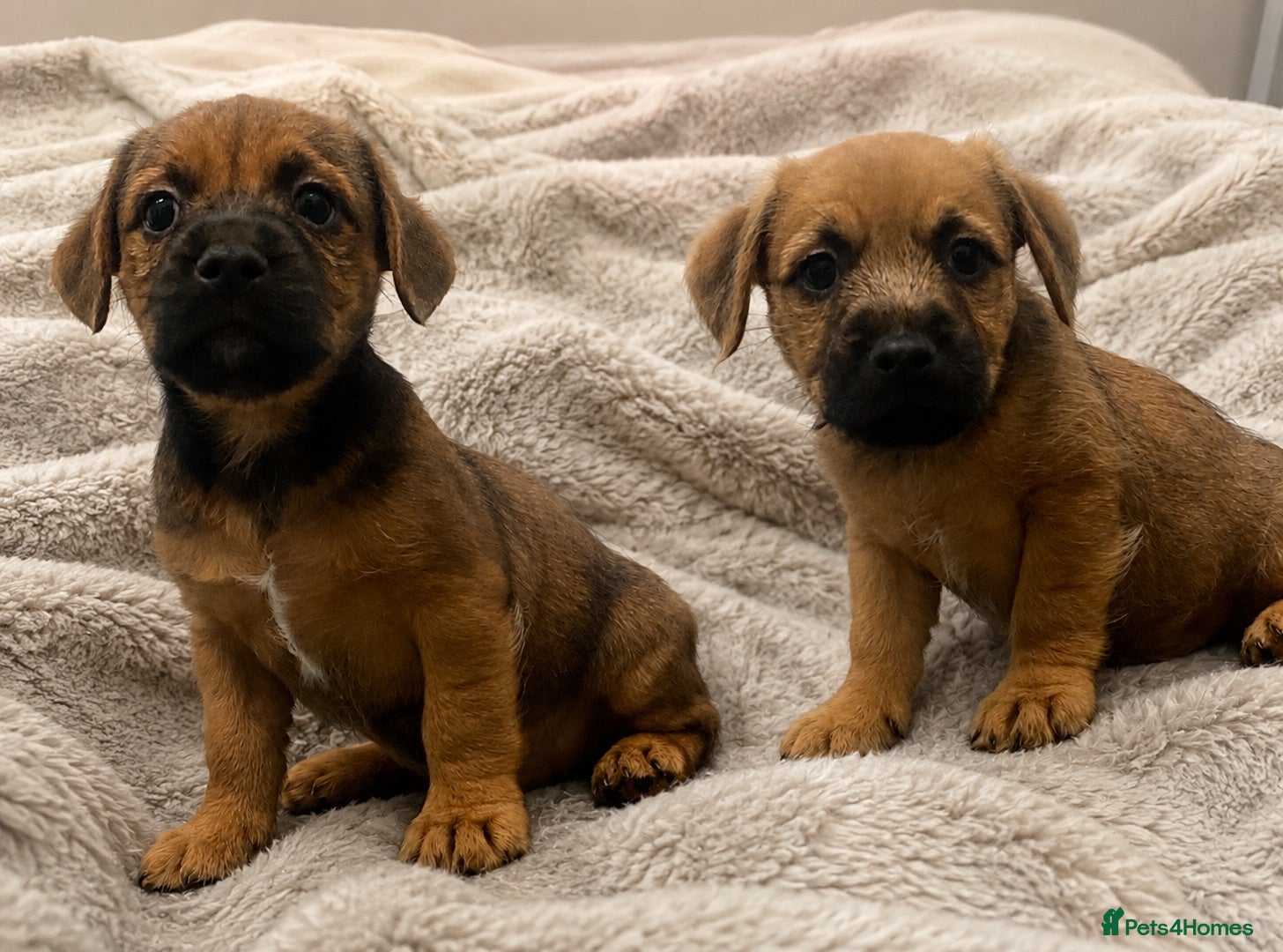 Mixed Breed dogs male Border/Cairn Terriers - Advert 15