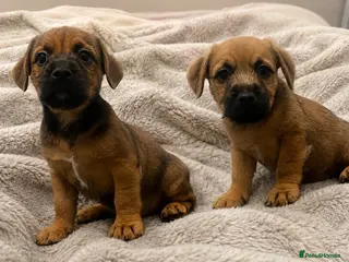 Mixed Breed dogs male Border/Cairn Terriers - Advert 15