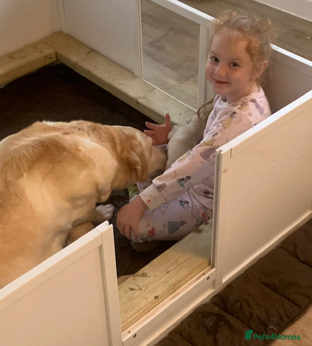 Labrador Retriever dogs for sale: kc registered labradors - Advert 6